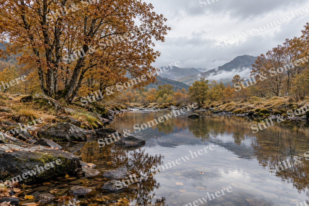 Alder Reflections after Rain, original artwork preview