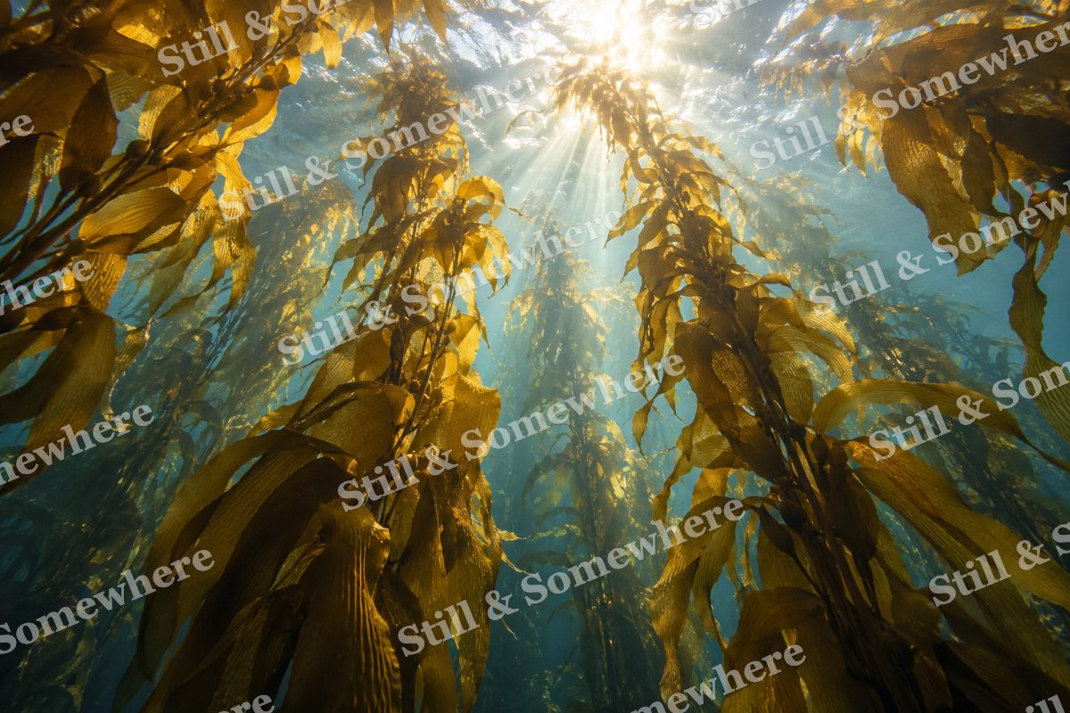 Amber Kelp Cathedral, original artwork preview