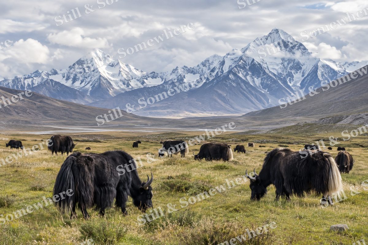 Yak Herd, original artwork preview