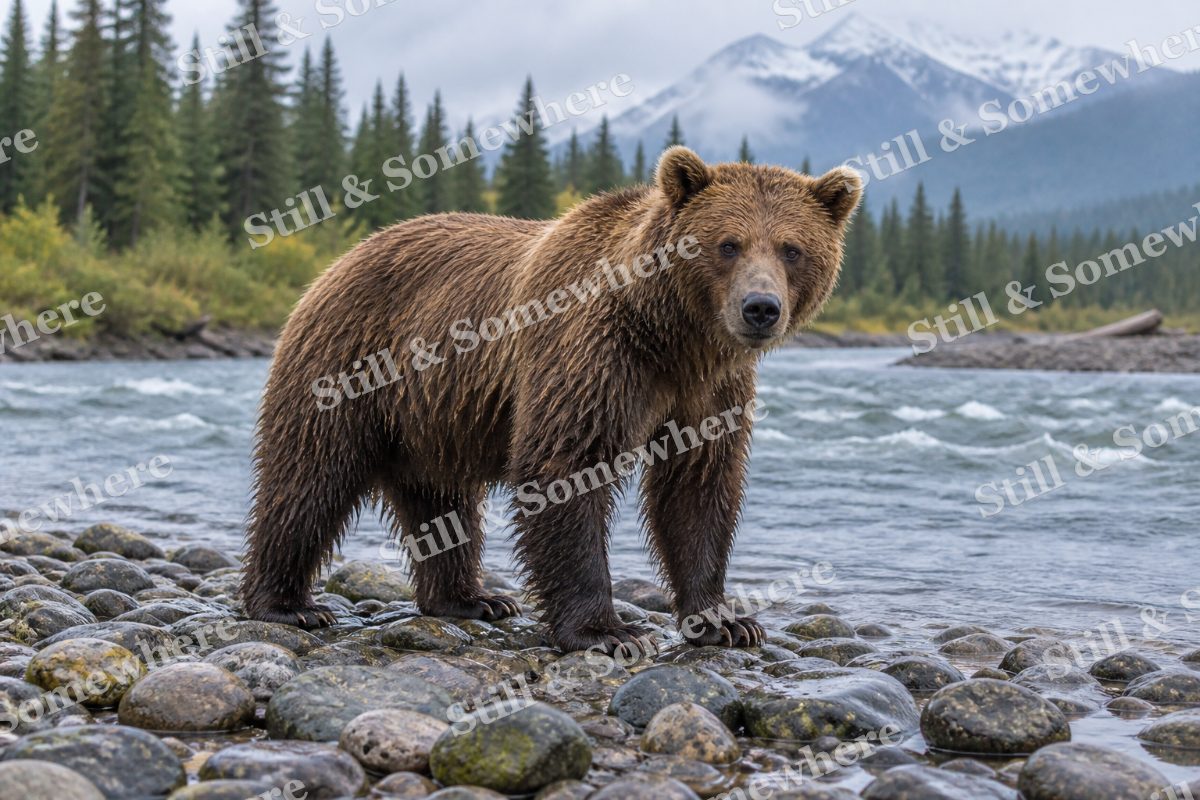 Brown Bear River Stones, original artwork preview