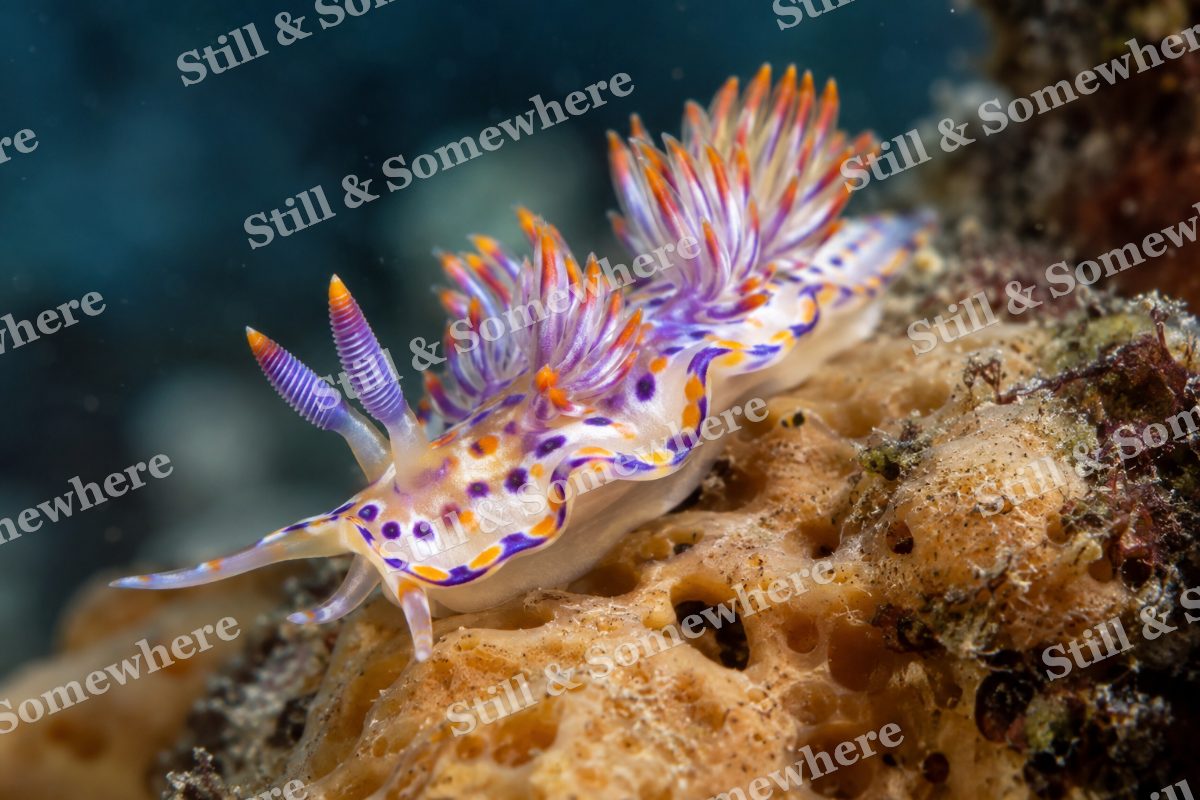 Nudibranch Sea Sponge, original artwork preview