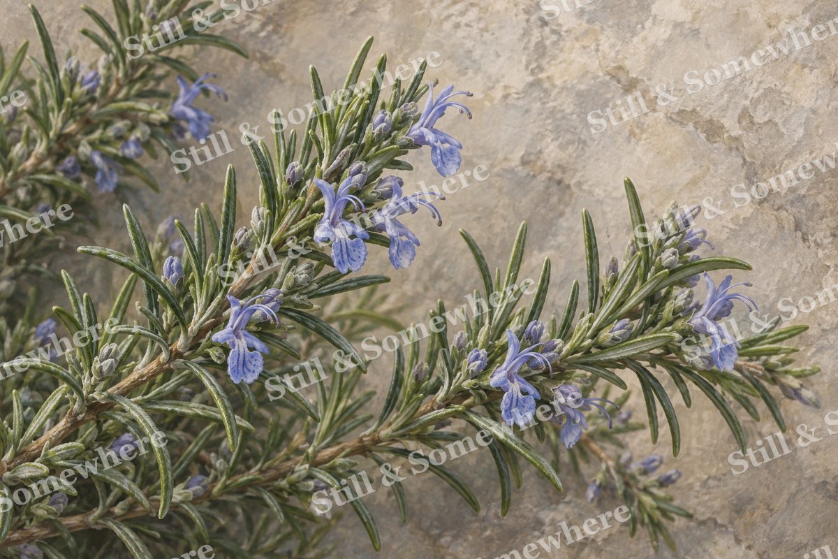 Rosemary Flowers in Close Detail, original artwork preview
