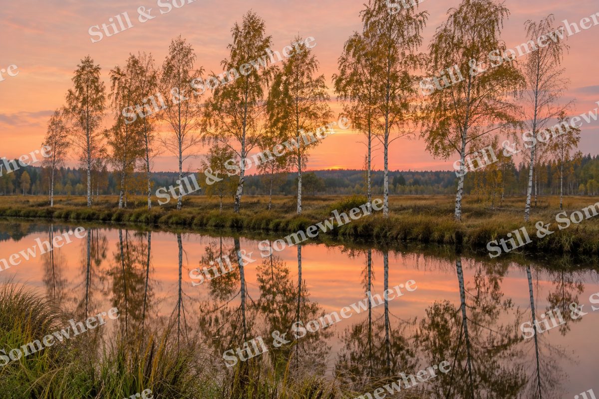 Landscapes Silver Birch Reflections at Sunset, original artwork preview