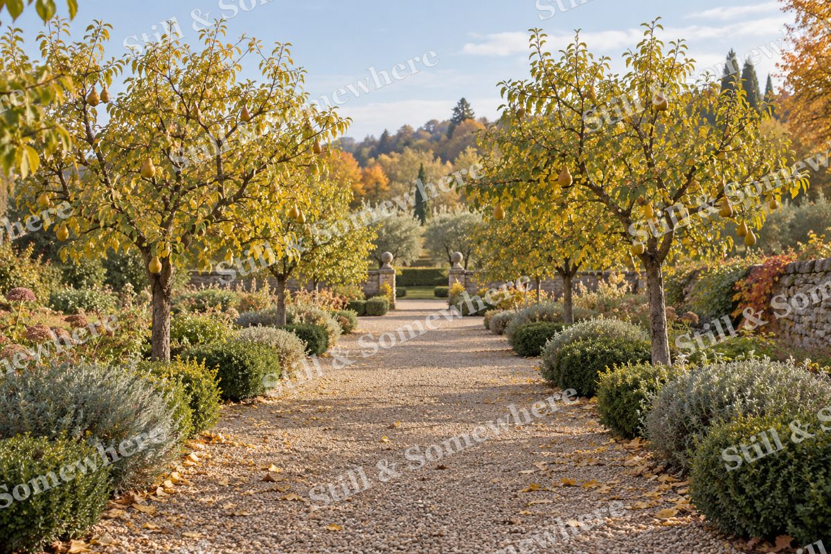 Pear Trees along the Garden Walk, original artwork preview