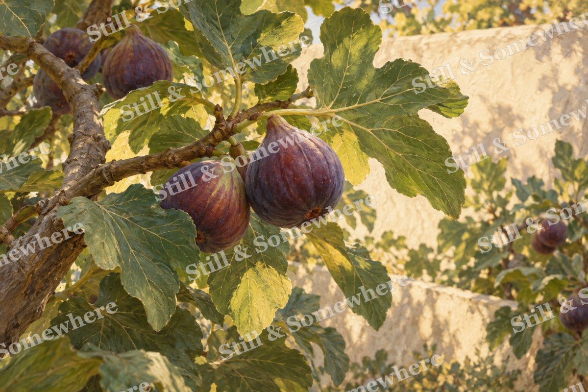 Fig Leaves and Purple Fruit, original artwork preview