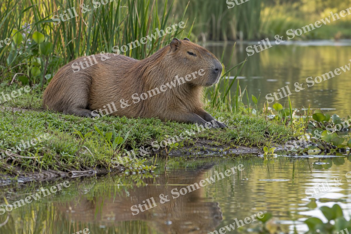 Capybara Reed Margin, original artwork preview