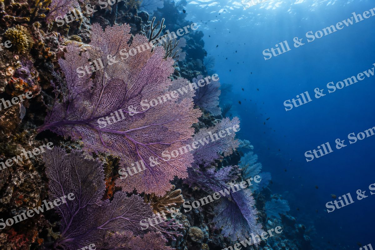 Purple Sea Fans, original artwork preview