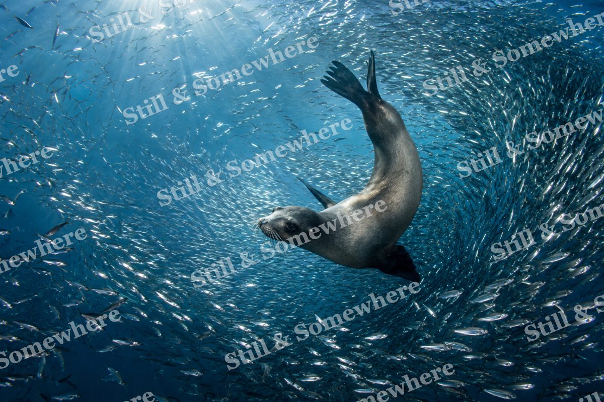 Sea Lion Silver Fish, original artwork preview