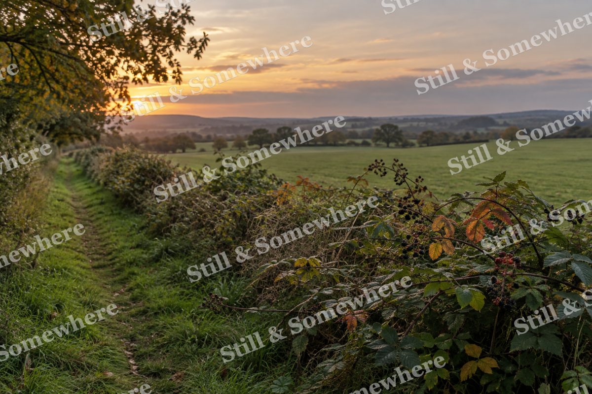 Landscapes Autumn Bramble Along a Quiet Field Path, original artwork preview