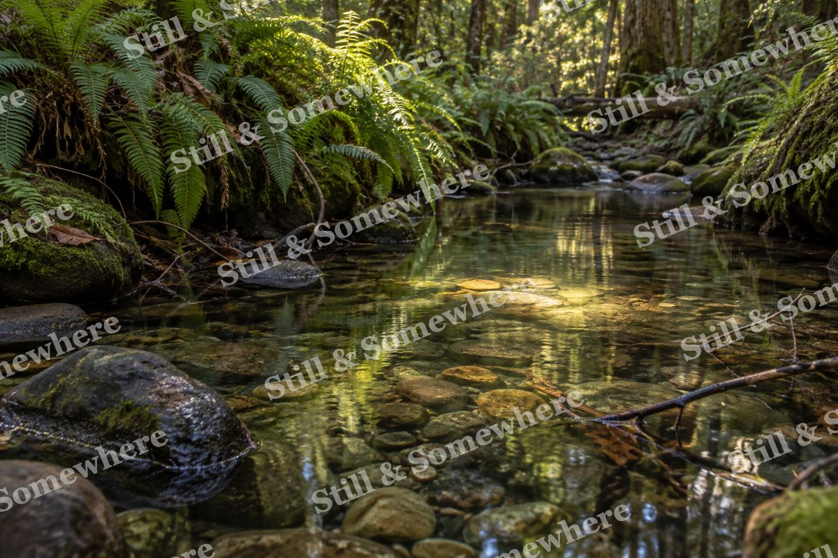 Landscapes Sunlit Ferns Along a Silent Forest Creek, original artwork preview