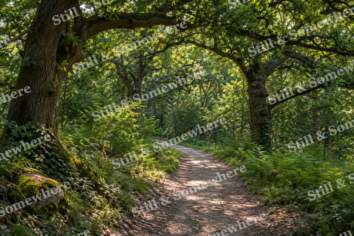 Green Canopy Over a Forest Path, original artwork preview