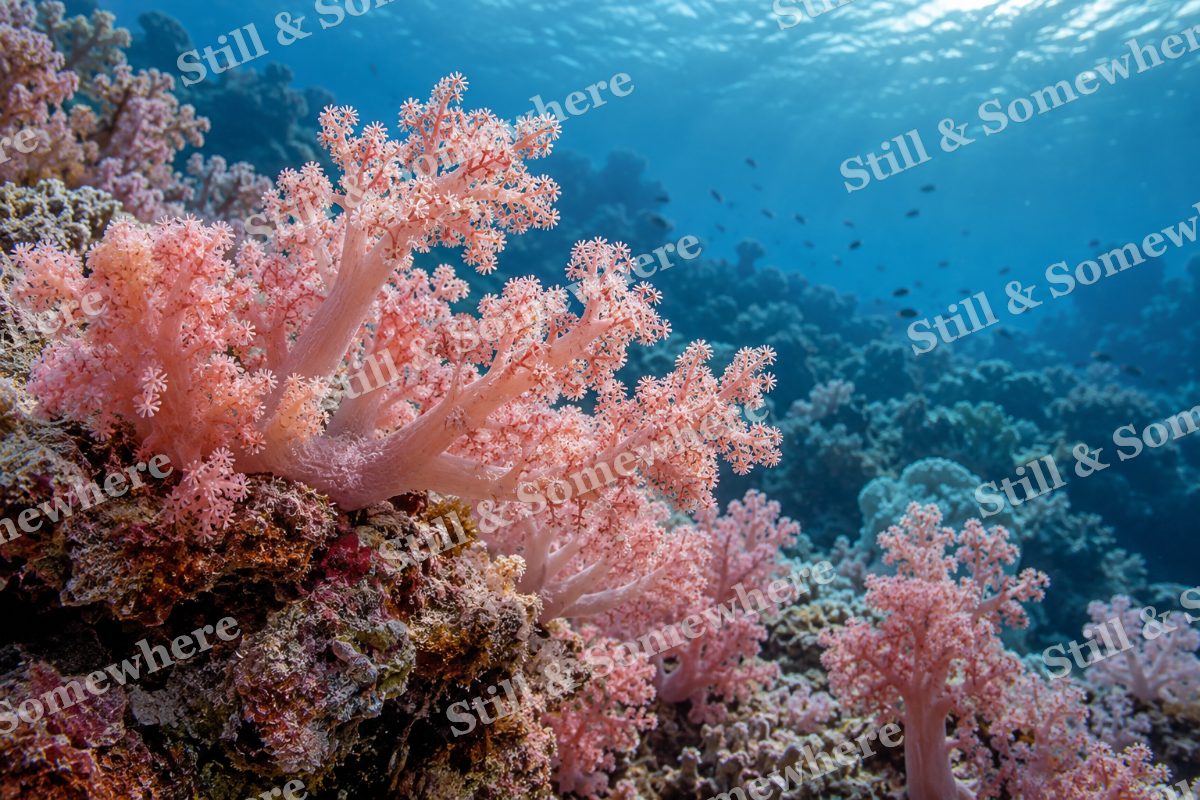 Pink Soft Corals, original artwork preview