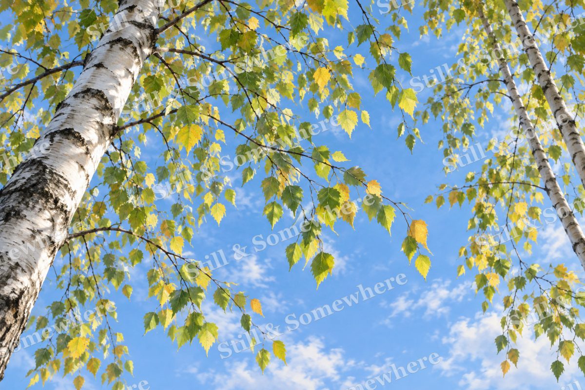 Birch Leaves against Blue Sky, original artwork preview
