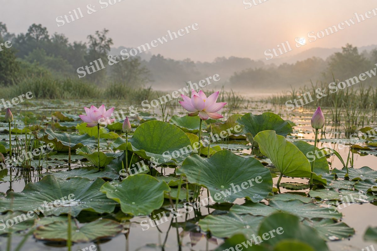 Lotus Wetland at First Light, original artwork preview