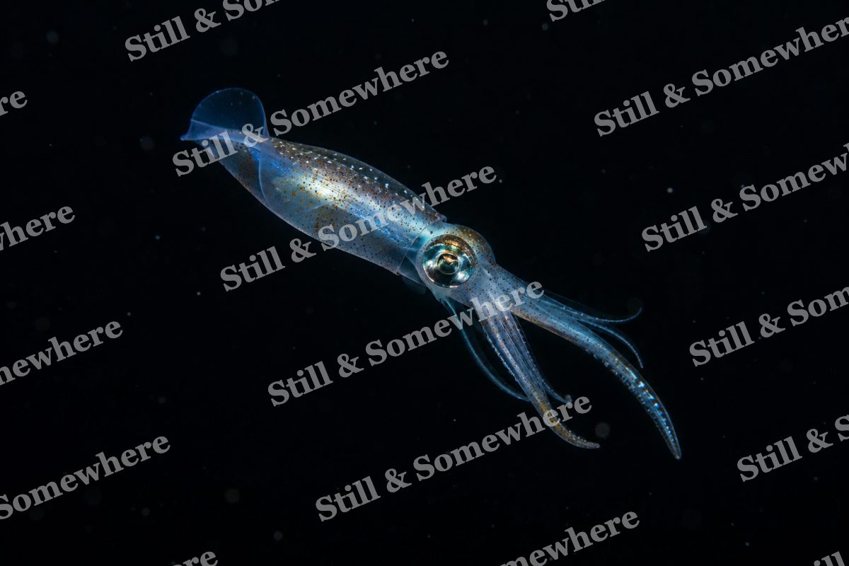 Luminous Deep Sea Squid, original artwork preview