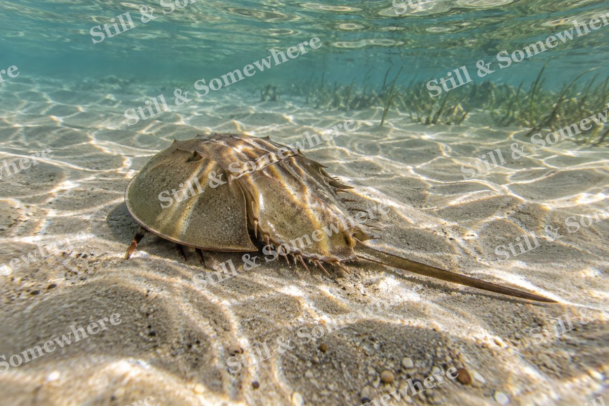 Horseshoe Crab Sand, original artwork preview