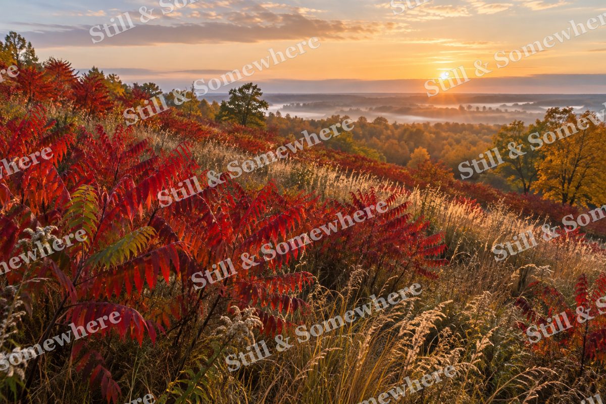 Scarlet Sumac Hillside, original artwork preview
