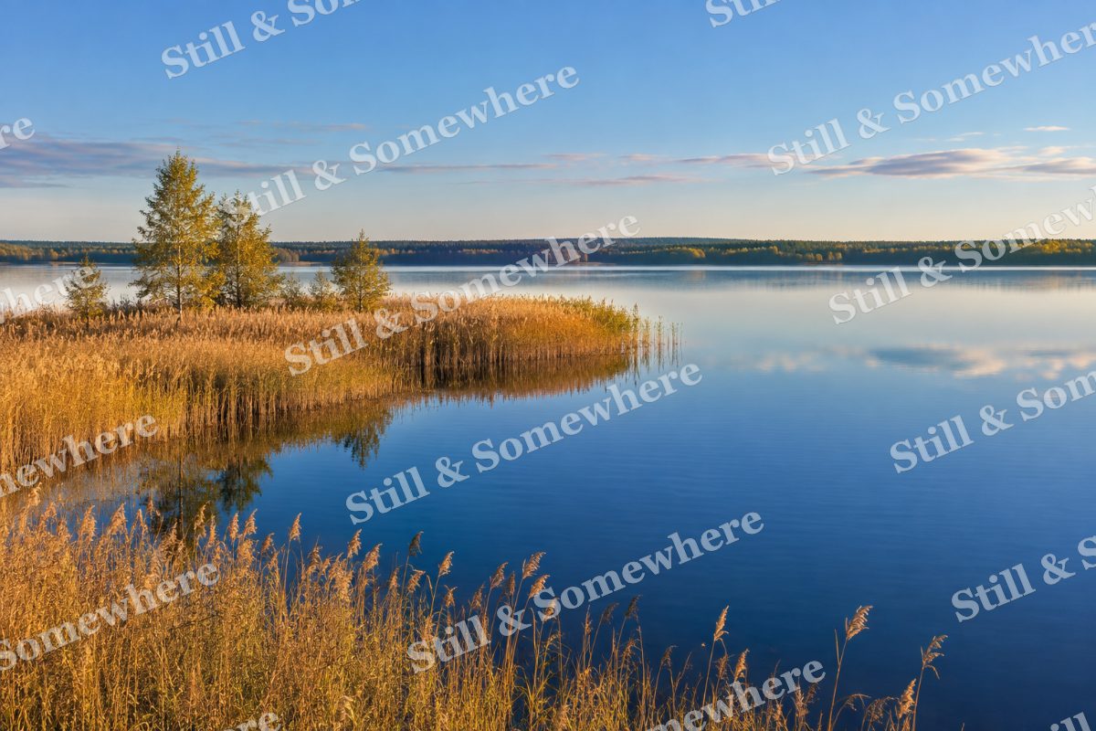 Landscapes Golden Reeds Reflected in a Blue Lake, original artwork preview