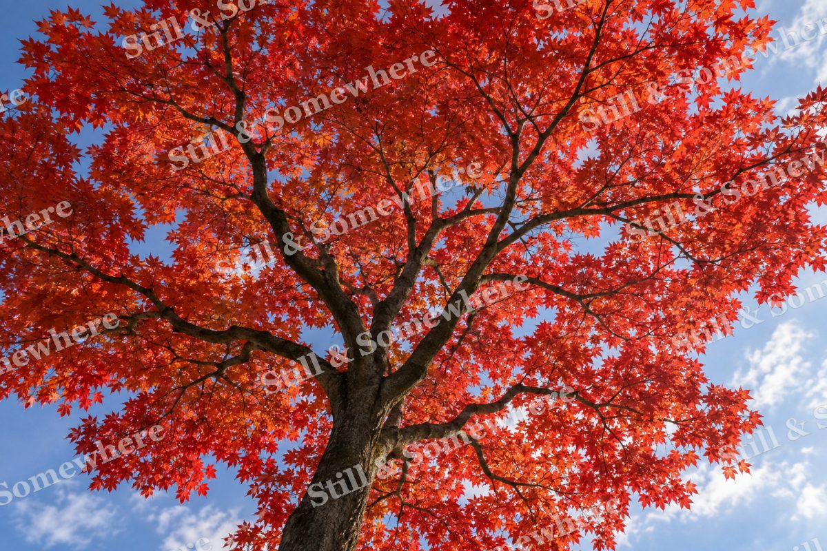 Maple Canopy Looking Up, original artwork preview