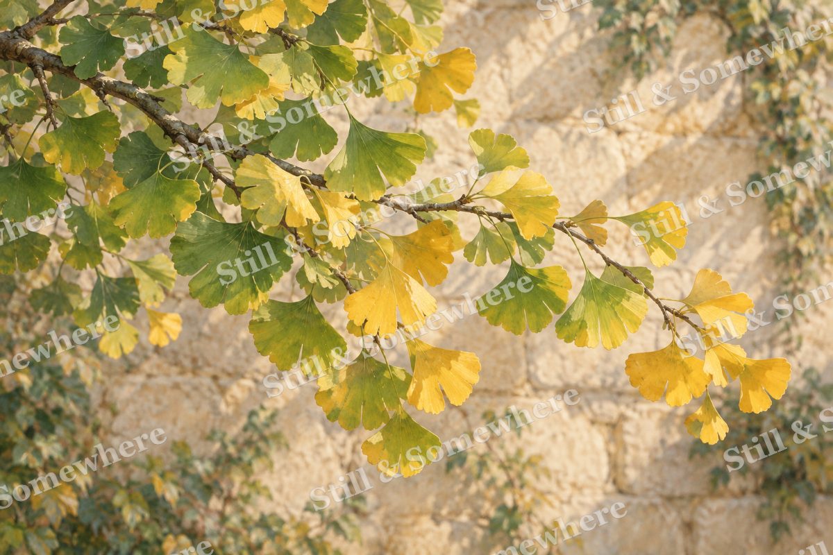 Ginkgo Leaves in First Gold, original artwork preview