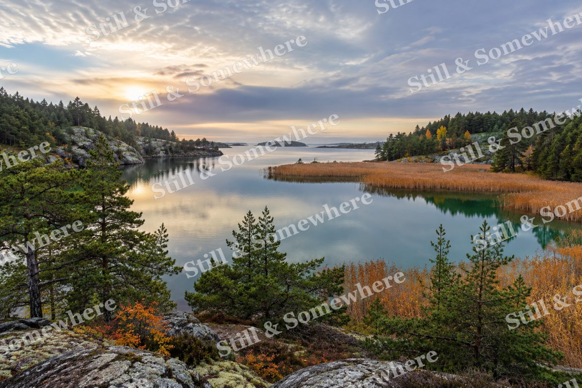 The Quiet Lagoon beyond the Pines, original artwork preview