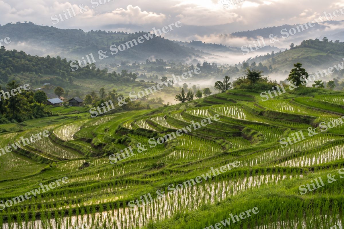 Emerald Rice Terraces in Summer, original artwork preview