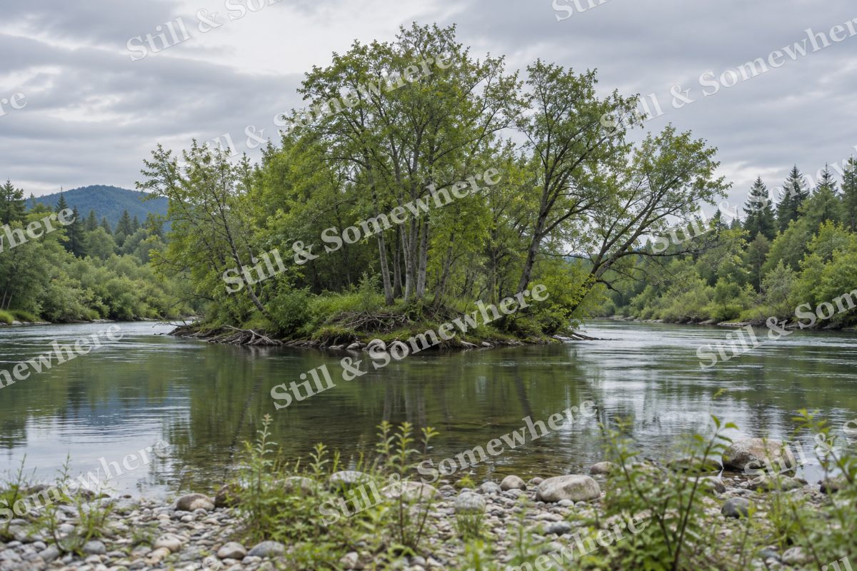 Alder Forest on a River Island, original artwork preview