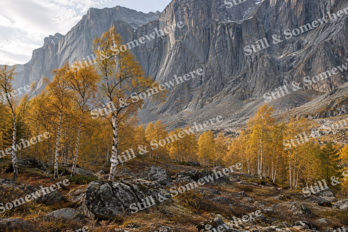 Autumn Birches Wall, original artwork preview