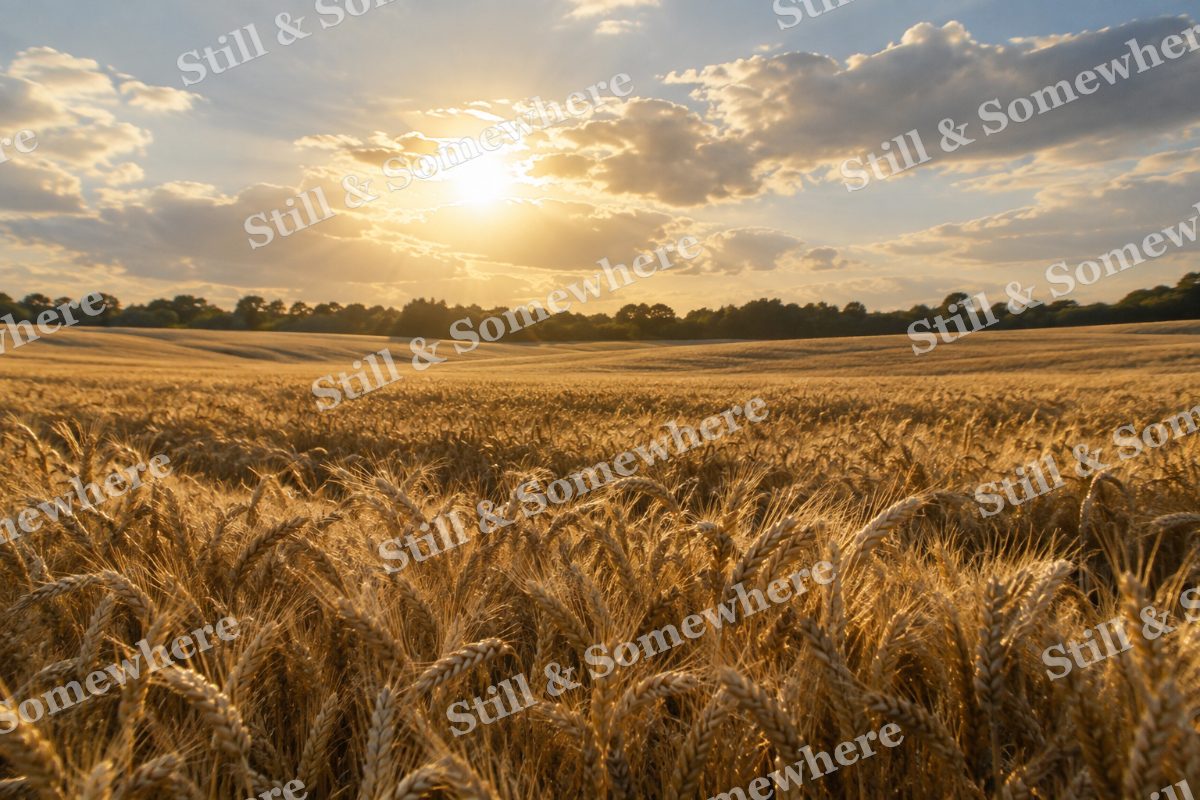 Golden Wheat Field in Summer Breeze, original artwork preview