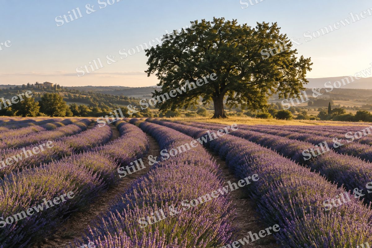 Lavender Fields and Lone Oak, original artwork preview
