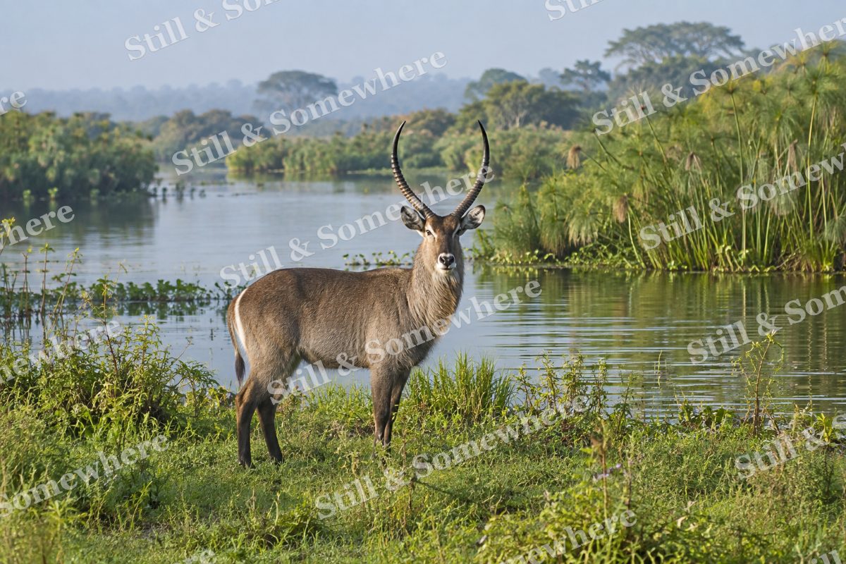 Waterbuck Papyrus Edge, original artwork preview