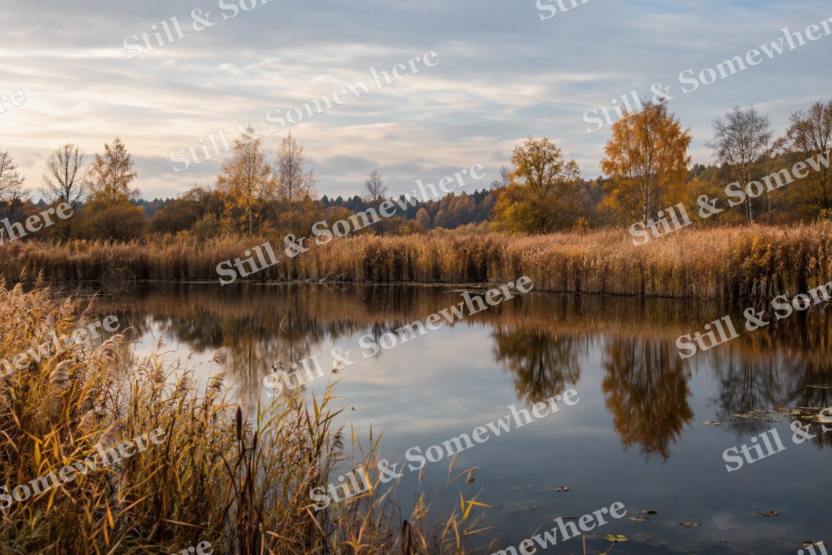 Golden Reeds and Dark Water, original artwork preview