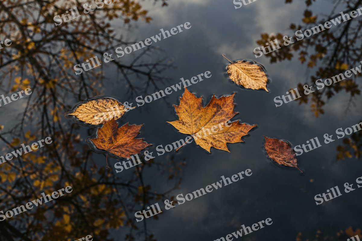 Amber Leaves on a Still Pond, original artwork preview