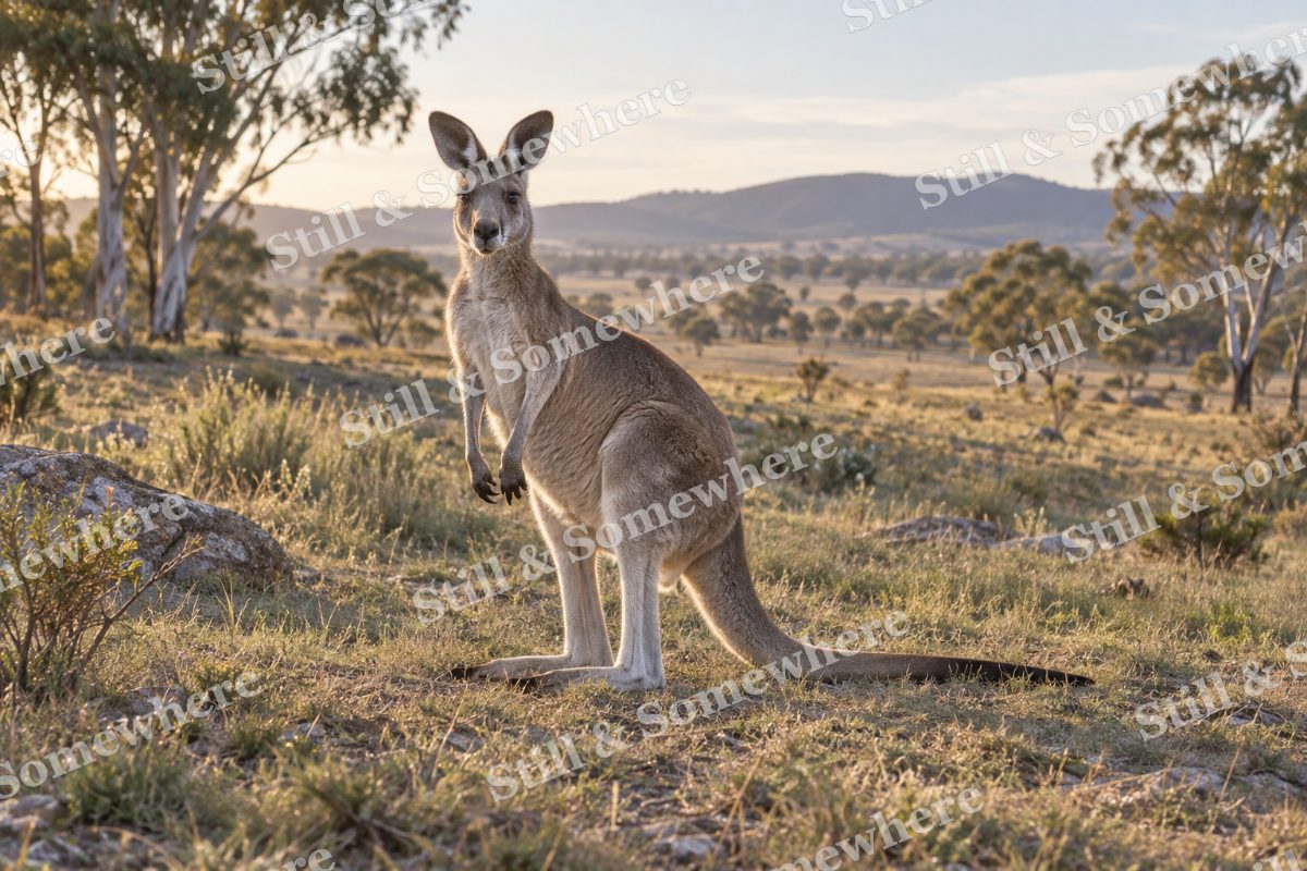 Kangaroo Outback Morning, original artwork preview