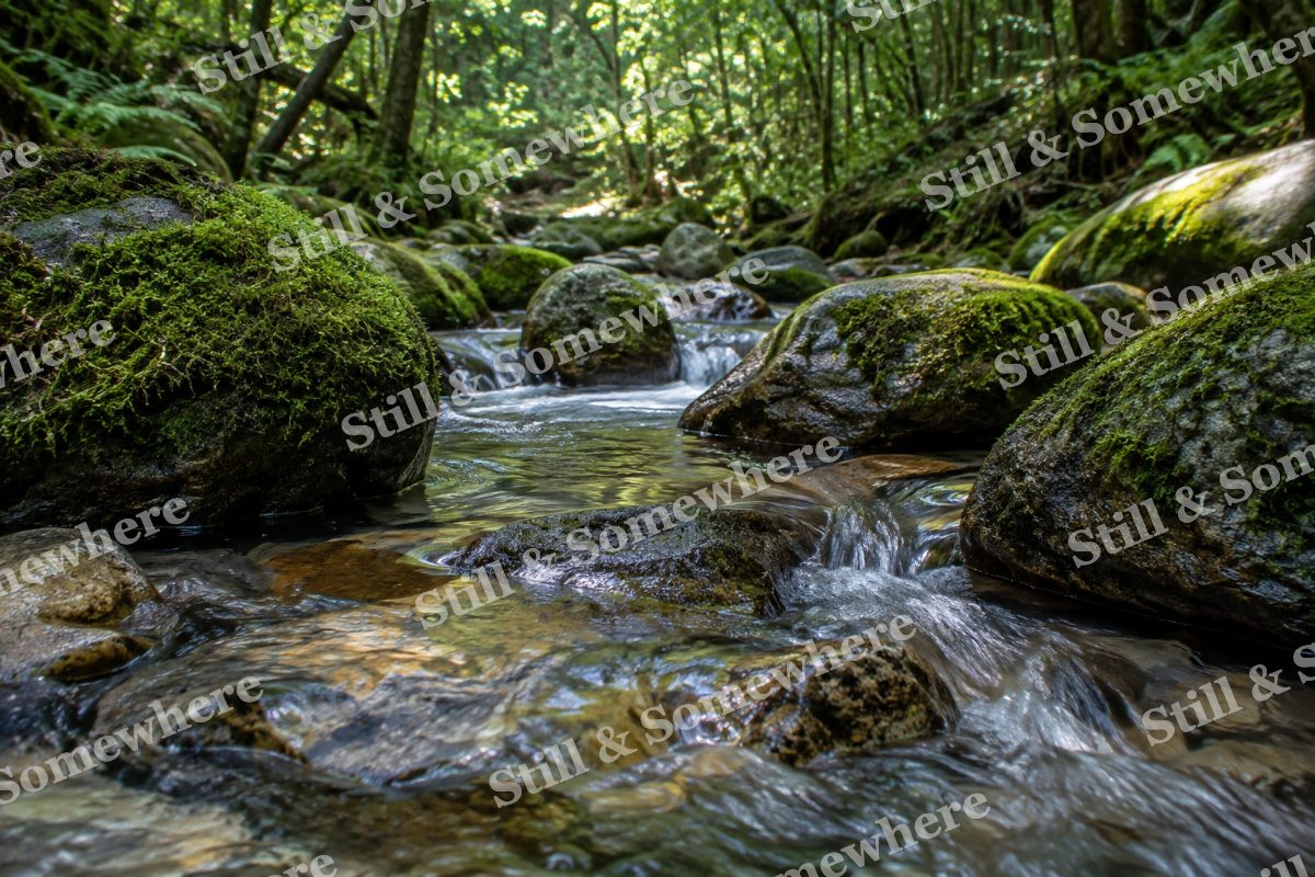 Moss Covered Stones in Forest Stream, original artwork preview