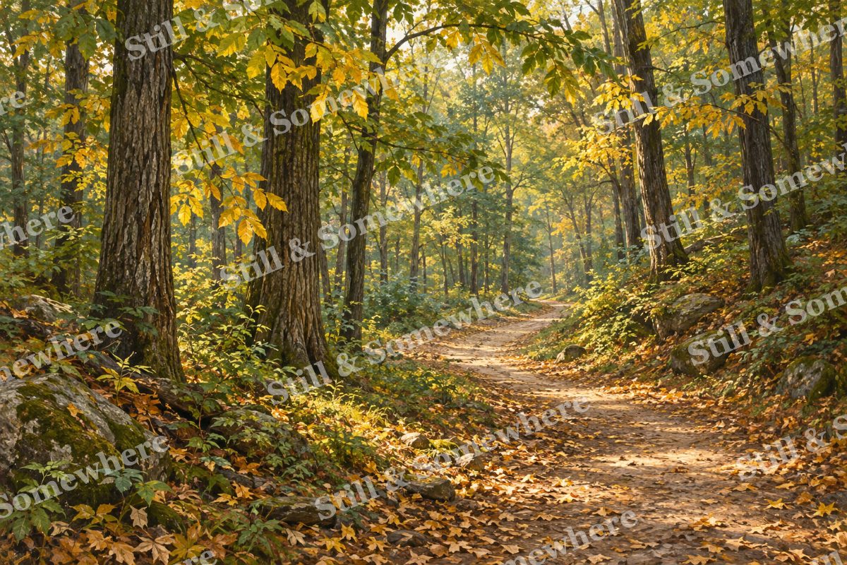 September Path beneath Hickories, original artwork preview