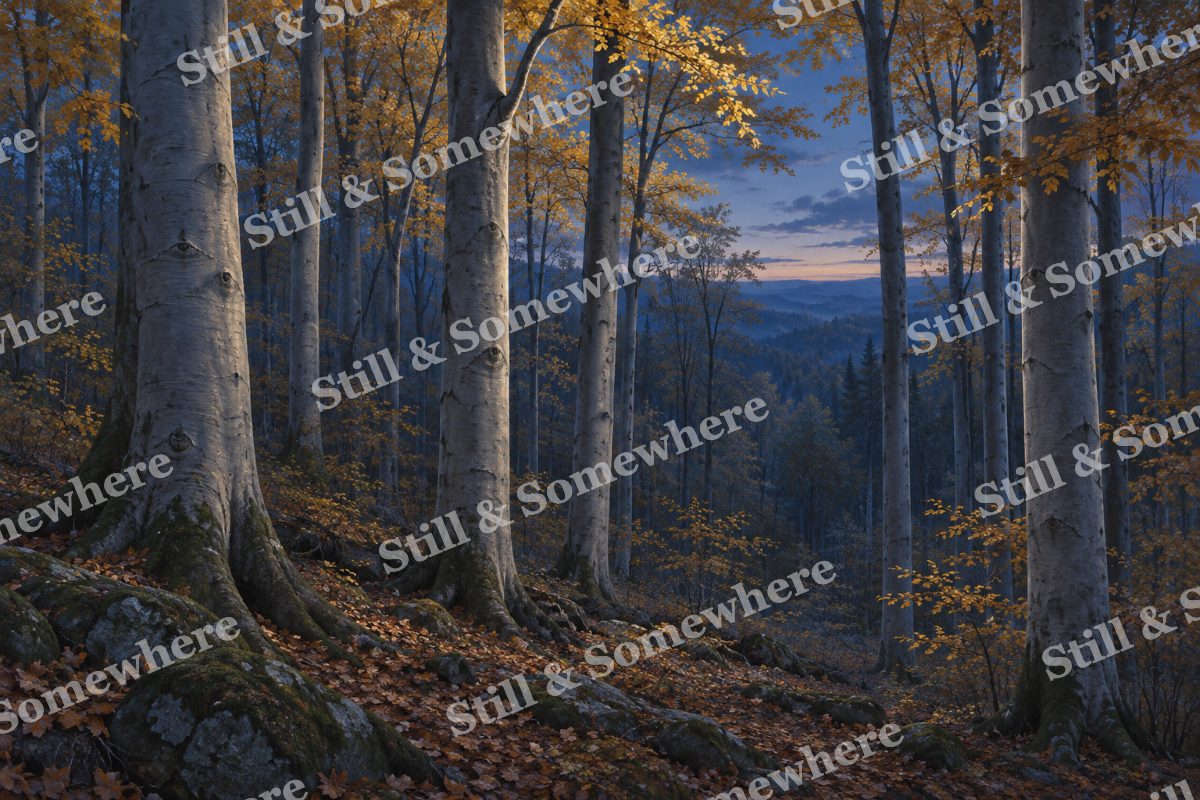Beech Grove after Sunset, original artwork preview