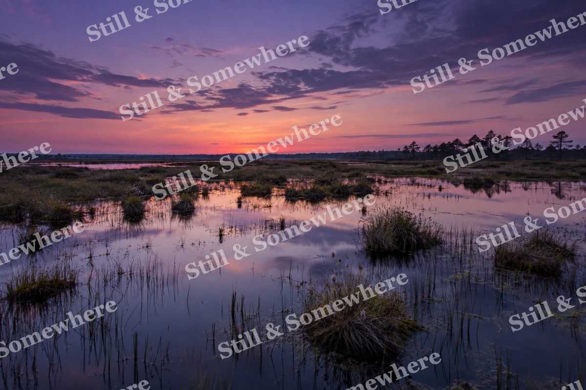 Landscapes Violet Twilight Over a Quiet Fen, original artwork preview