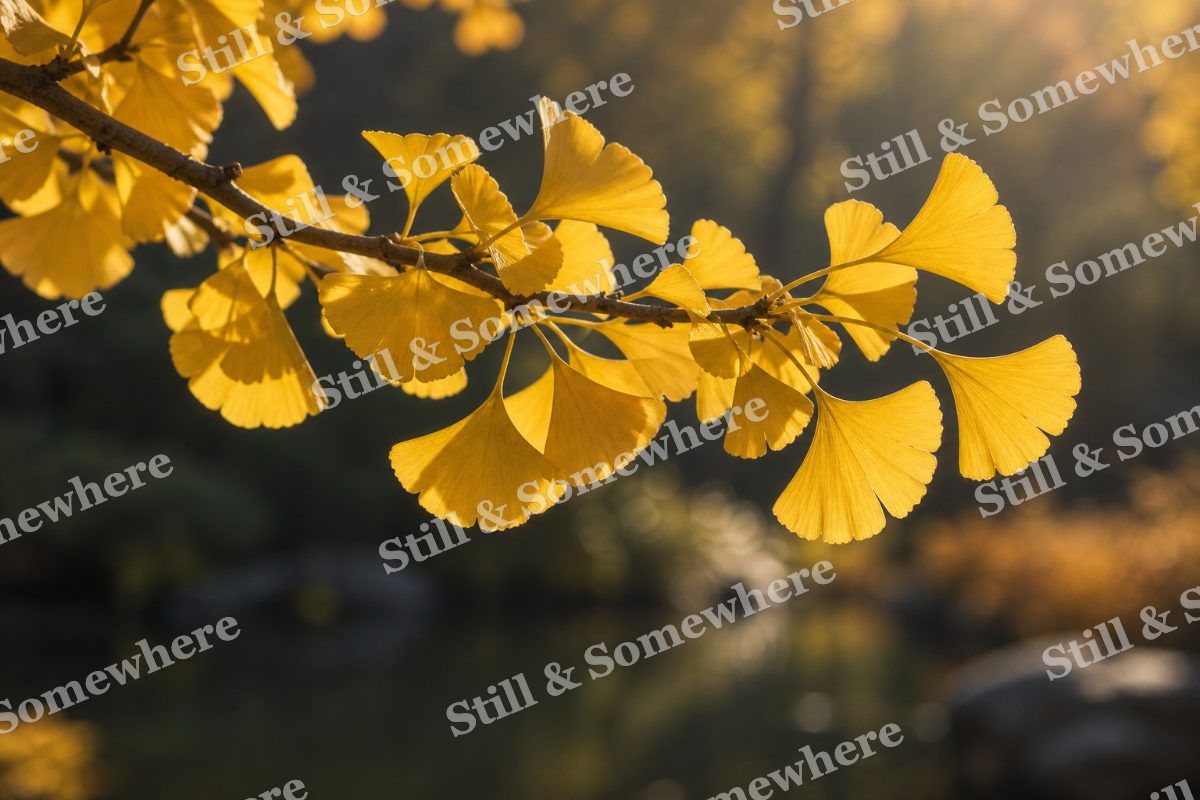 Ginkgo Leaves in Sunlight, original artwork preview