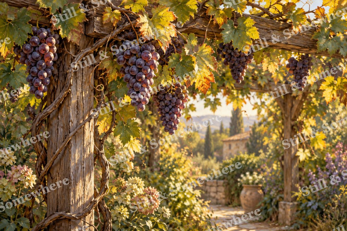 Wild Grapes over the Arbor, original artwork preview