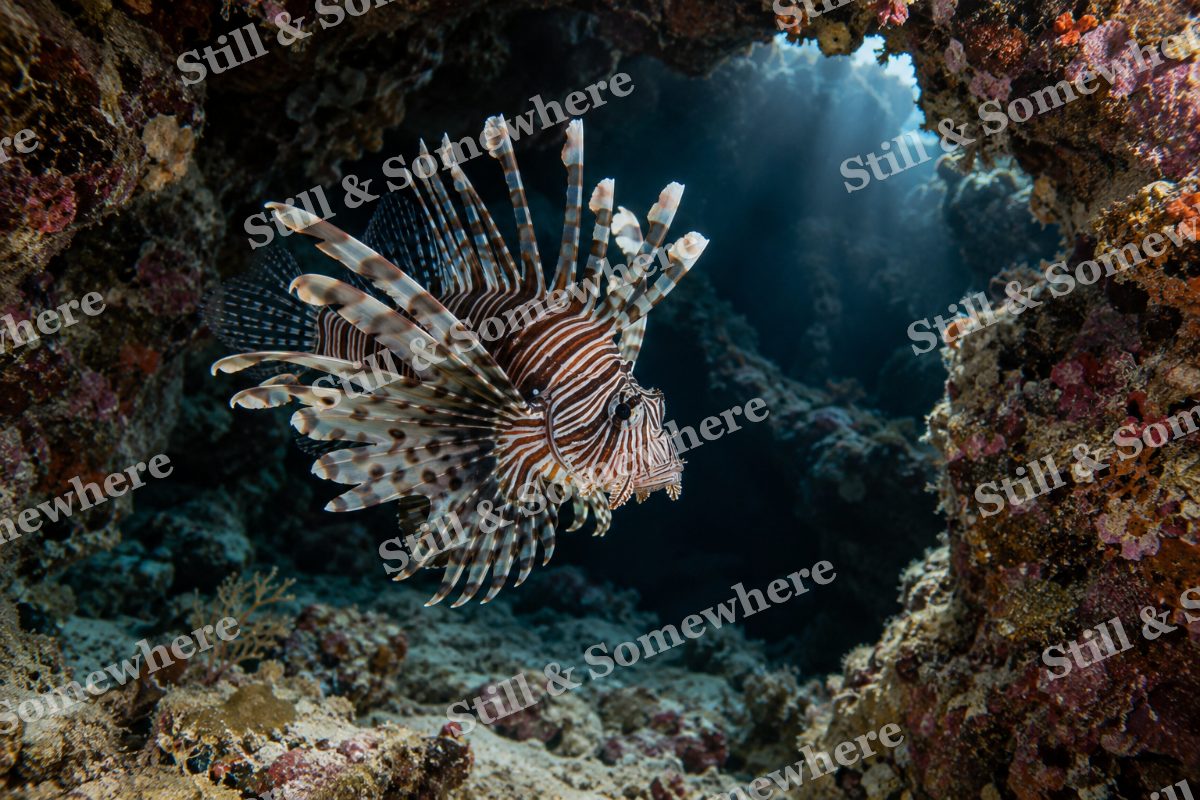 Lionfish Coral Grotto, original artwork preview