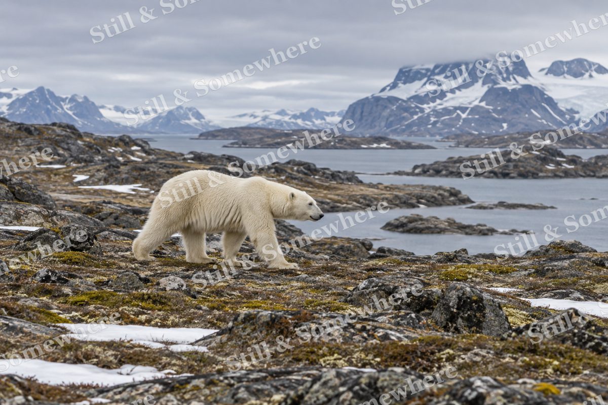 Polar Bear Tundra Summer, original artwork preview
