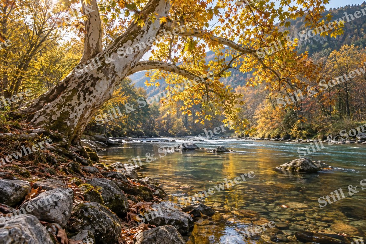 Autumn Sycamore Riverbank, original artwork preview