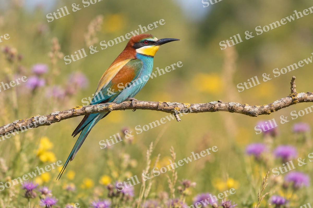 European Bee Eater Branch, original artwork preview