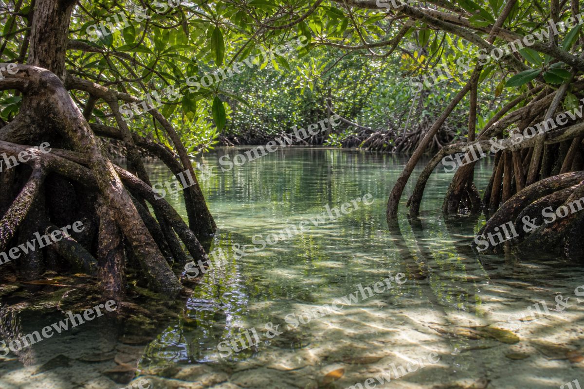 Mangrove Roots in Clear Shallow Water, original artwork preview