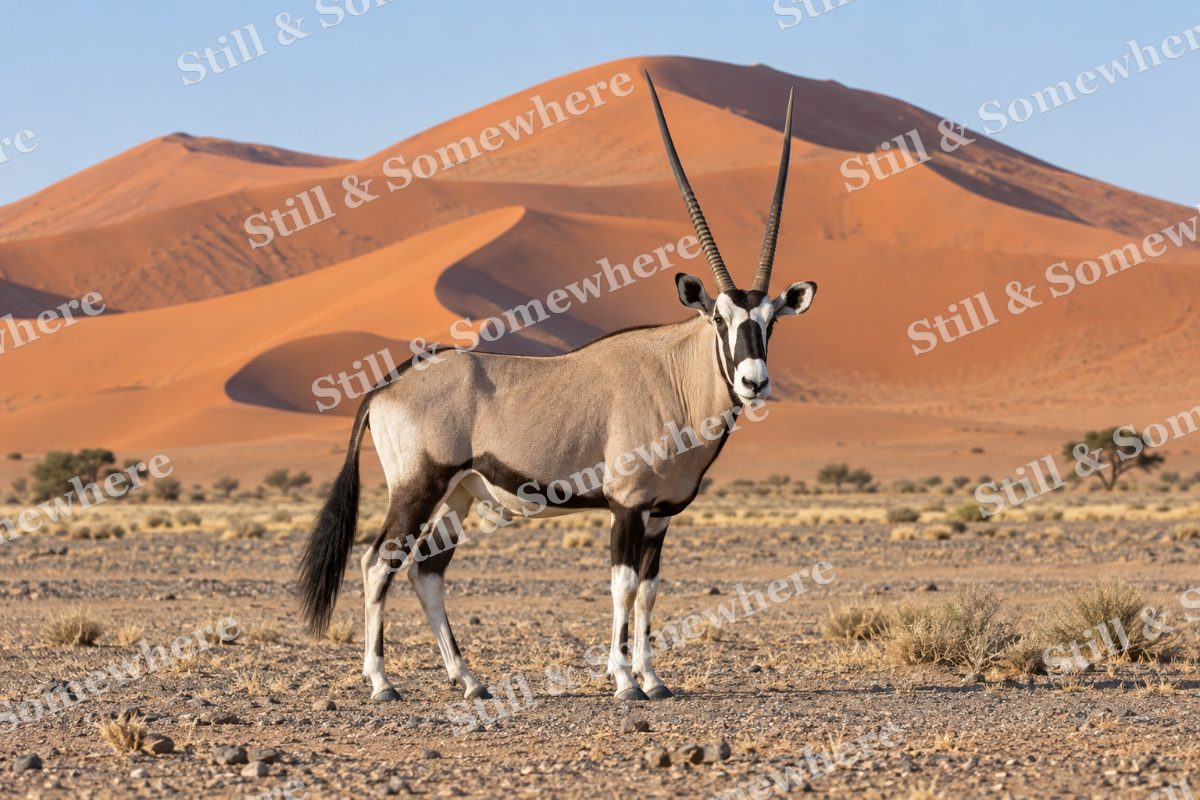 Gemsbok Desert Dunes, original artwork preview