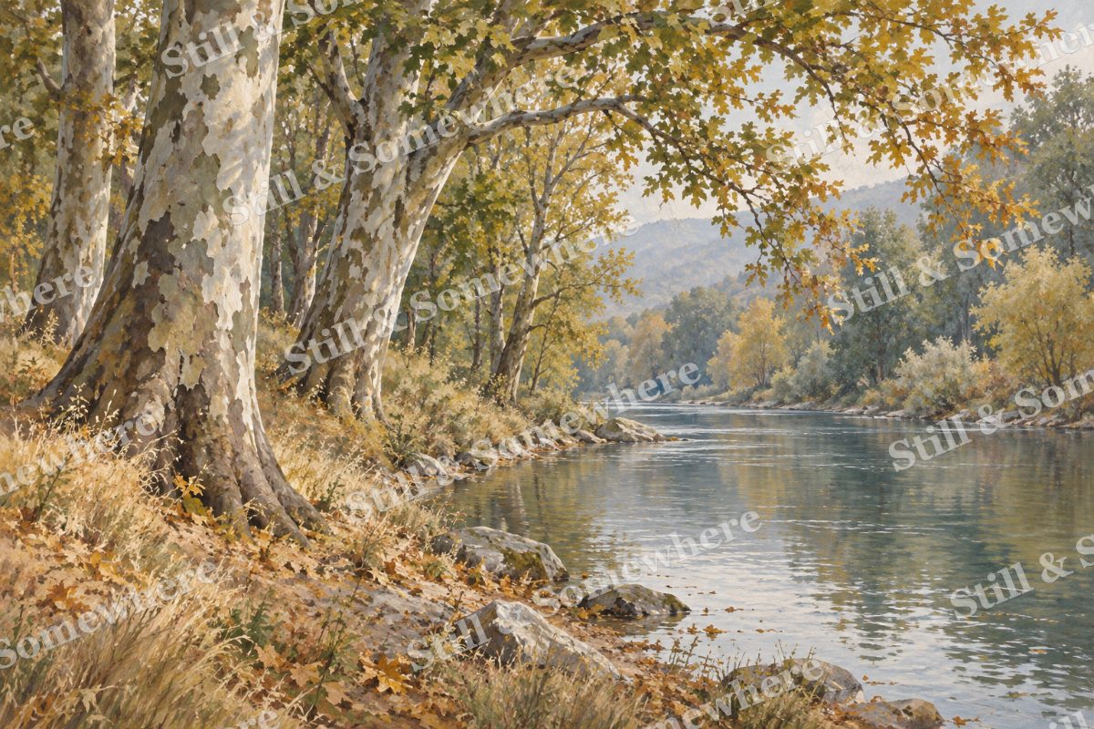 Sycamores along the Riverbank, original artwork preview