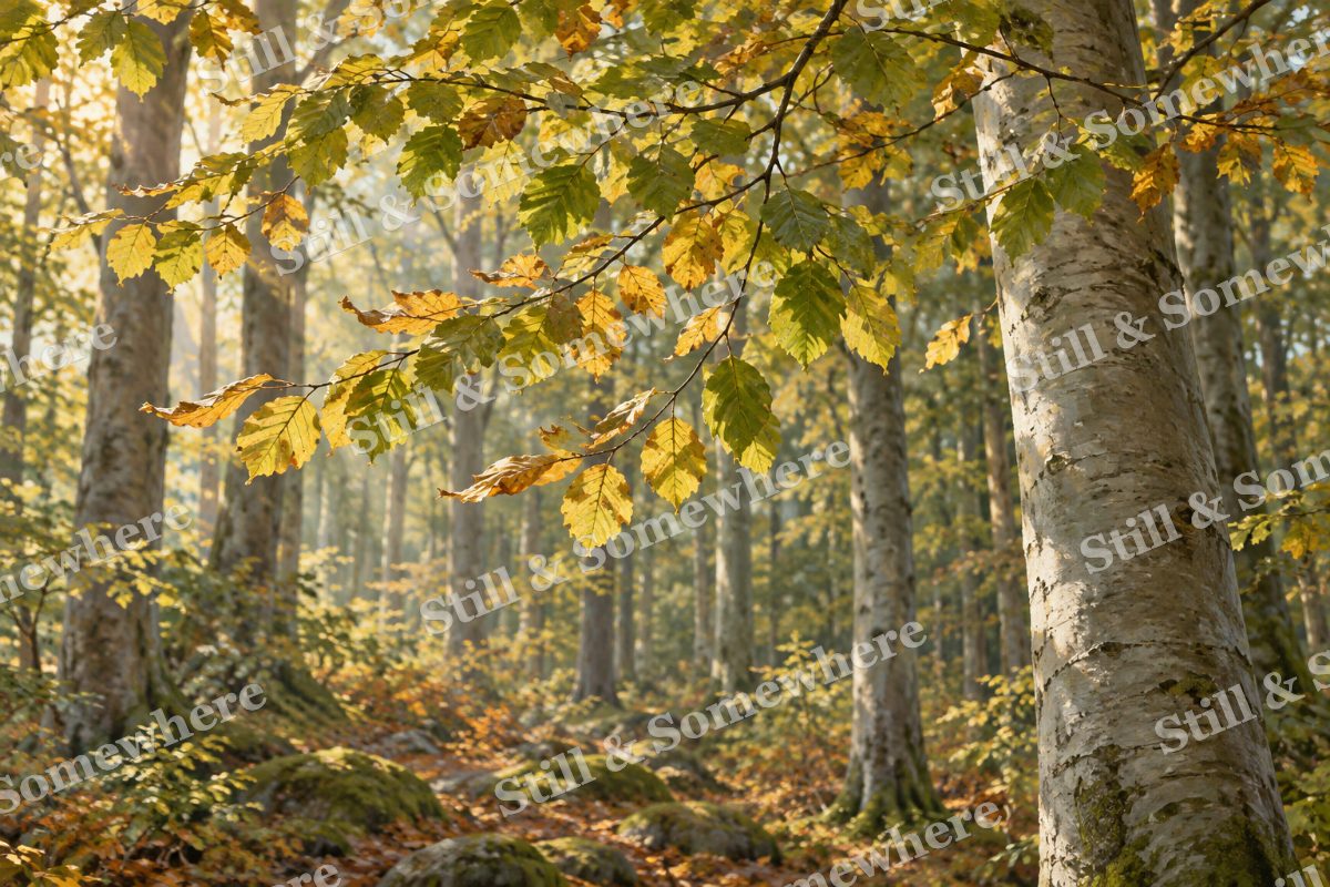 Beech Leaves in the Forest Wind, original artwork preview