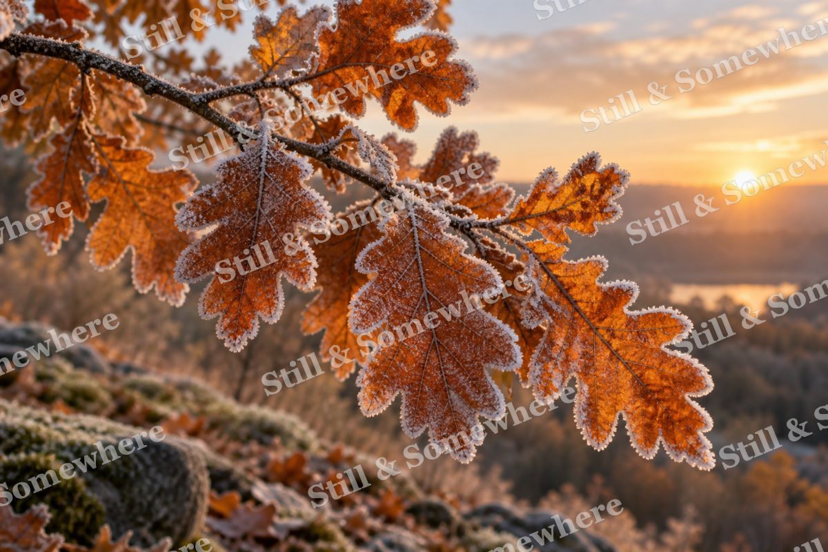 Frost on Last Oak Leaves, original artwork preview