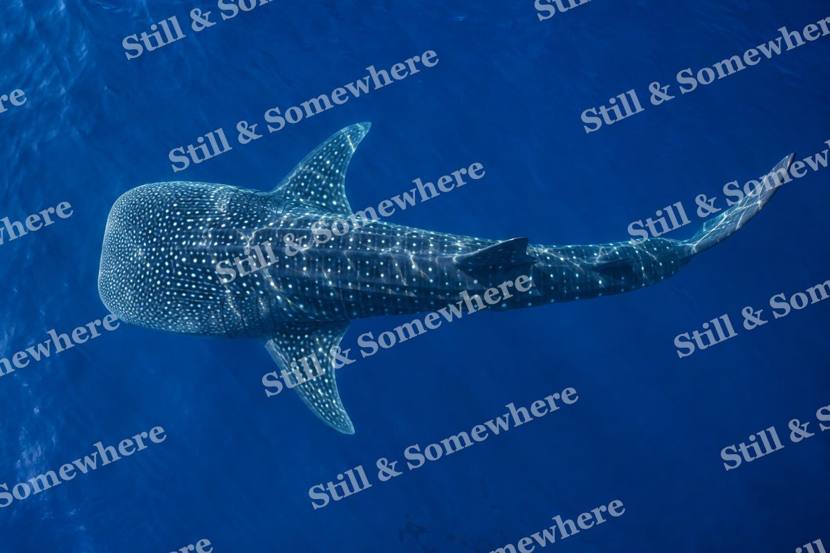 Whale Shark Cobalt, original artwork preview